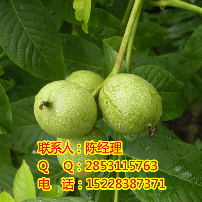 ôനݴݴЧ