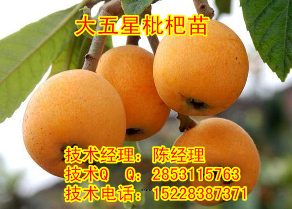 C磬ƽrƽlS