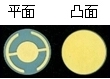 ʯӢƬ6MHz/5MHz