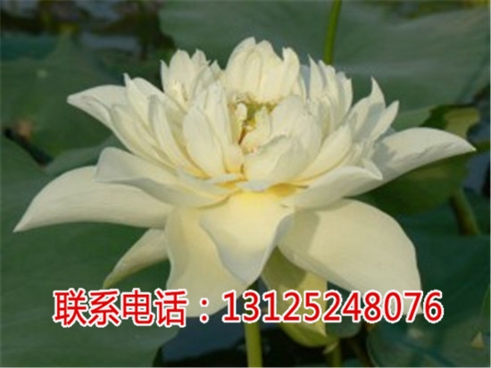 ɏӷNN_Mɏr_Vǧخa