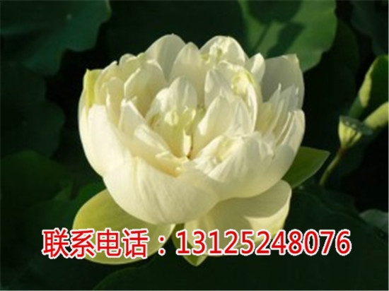̫36̖N_̫ɏ4̖_Vǧخa