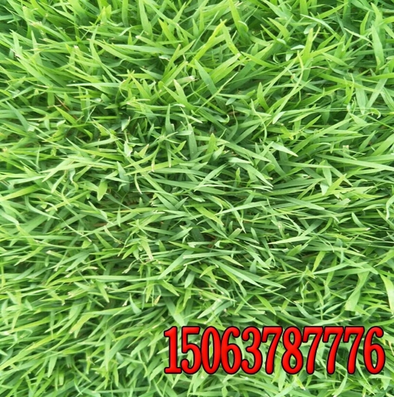 Ϸo²ݷNӸDƬ