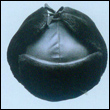 ȫñⶬʩްȫñůA3