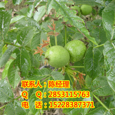 2̖磬2̖Nֲ2̖DƬ