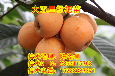 C磬P˻PN޽