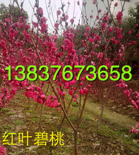 3ּt~  5ֱ҃r  괨6ֱlr