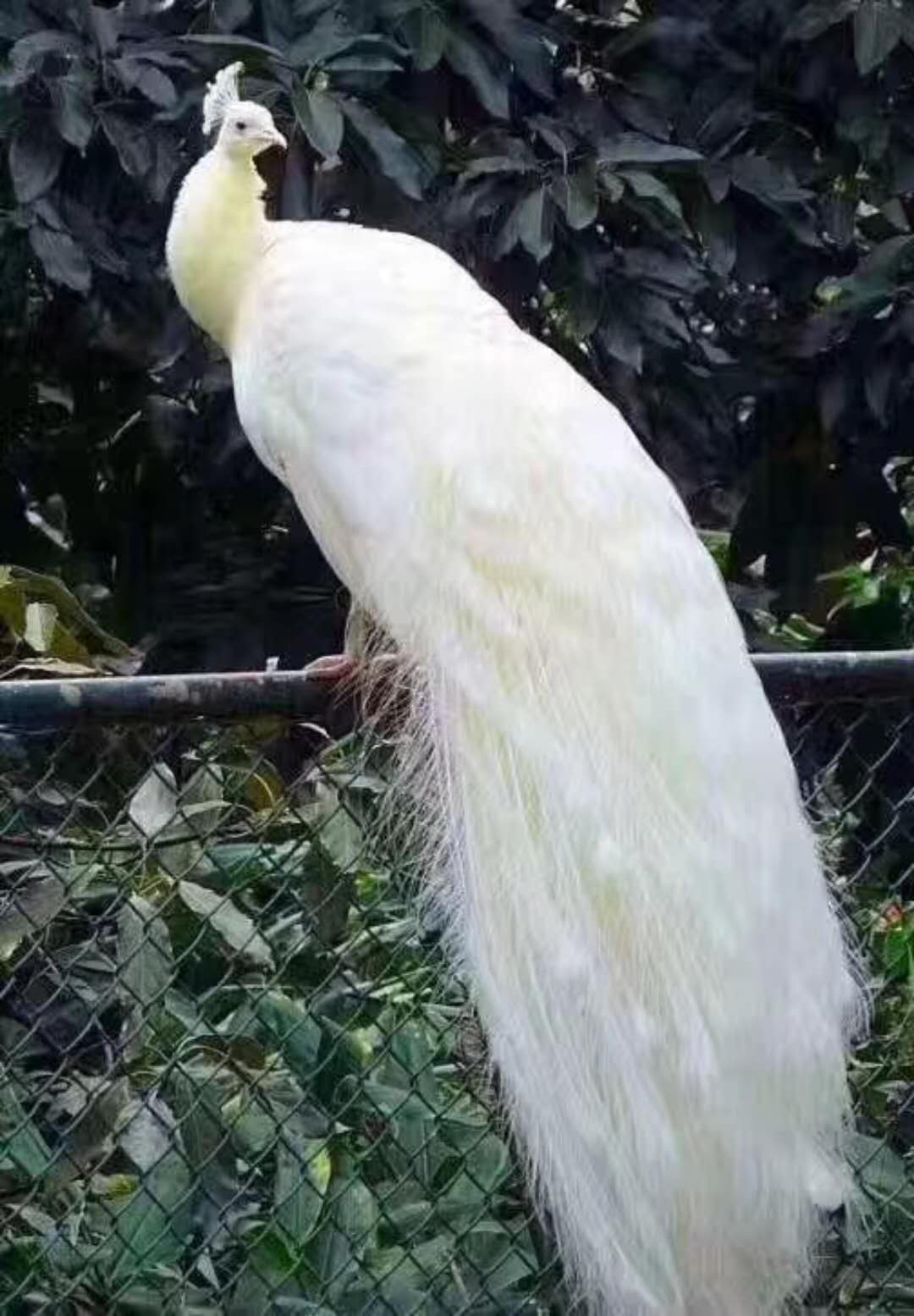 TůӰBչBչȌU
