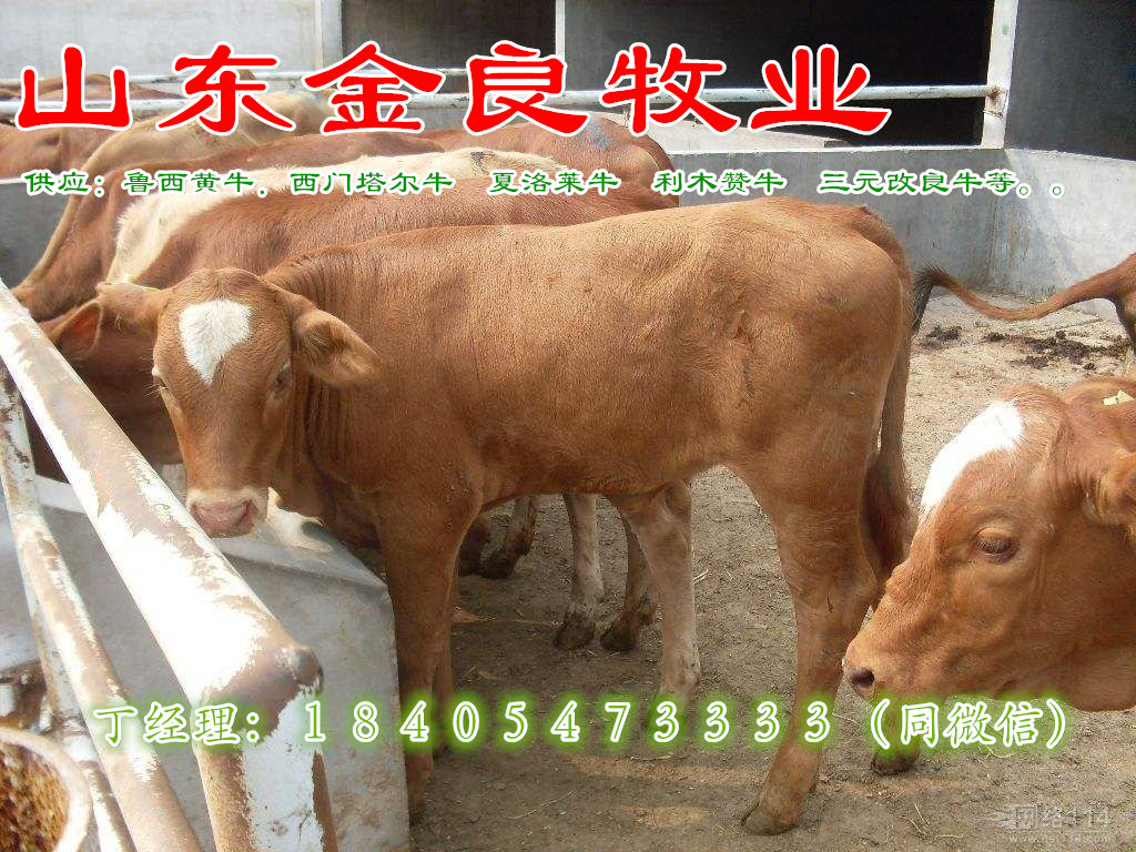 TţSţăr顾ַ2