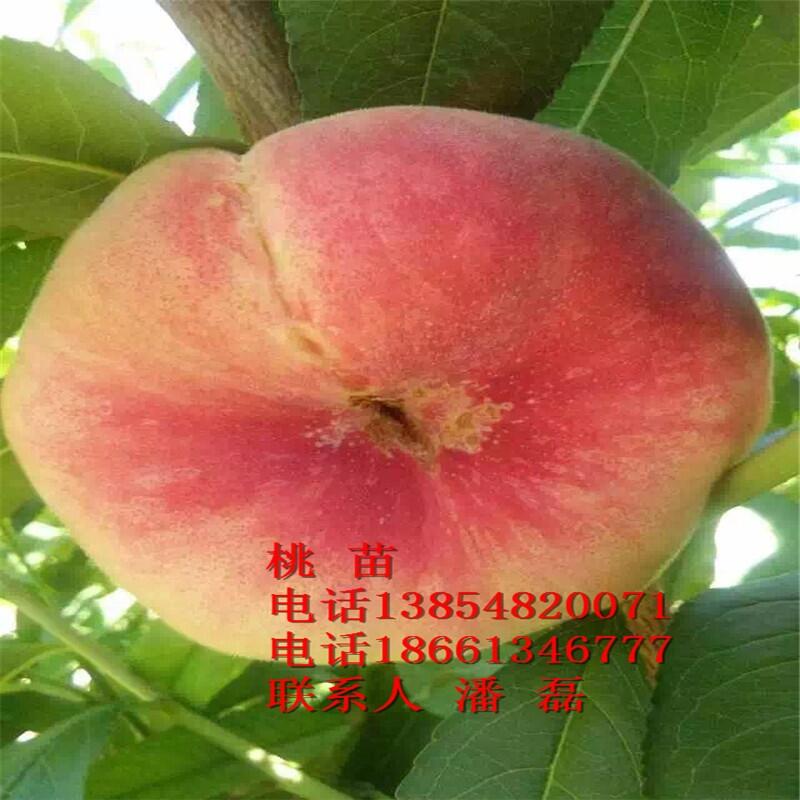 7Ҙ7ҘƷN7Ҙr