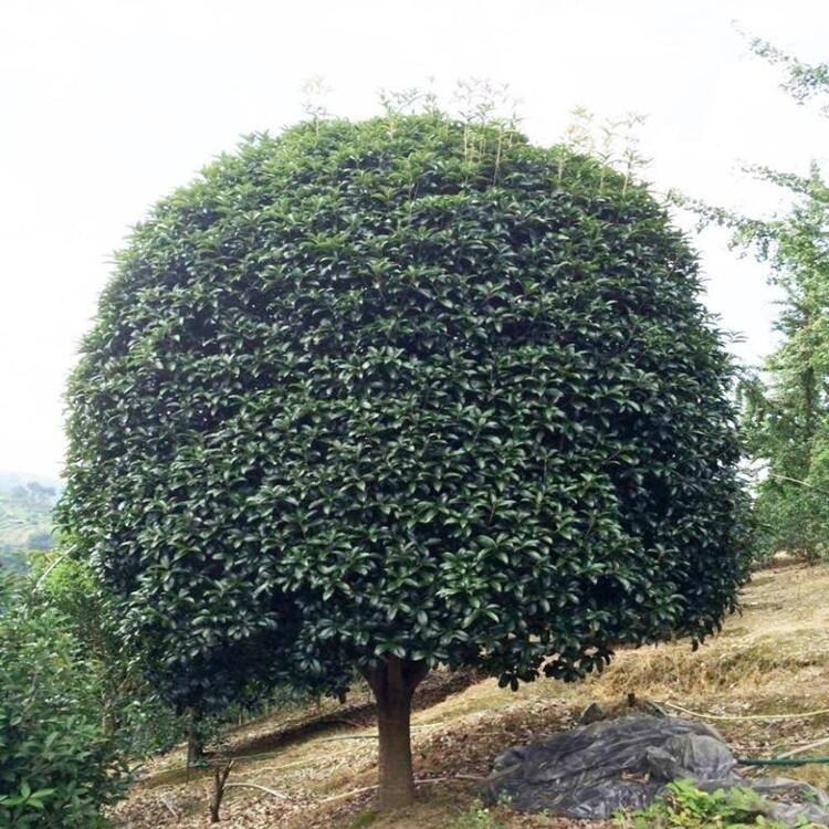 ӱС~dӻ3Ӯaس