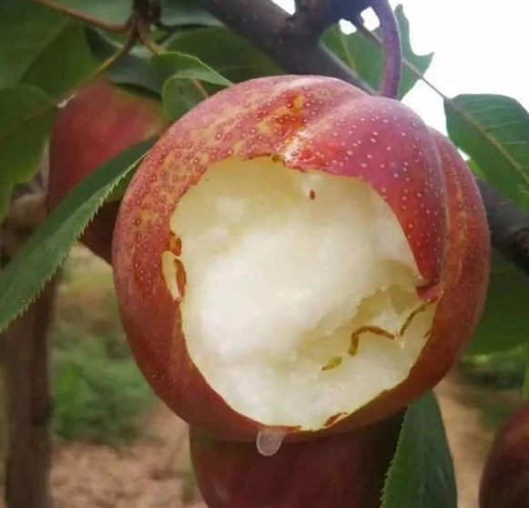 ʺƤ֭ˮֶ @ֱl