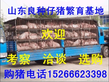 ɹiɹСi