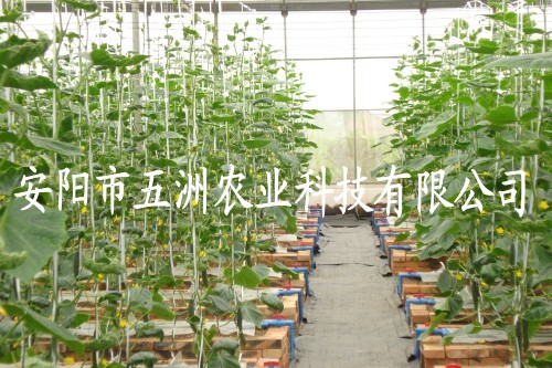 䓹 BֳF䓹ܴ